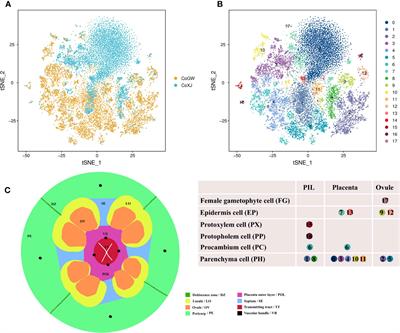 Single-cell RNA-seq reveals a link of ovule abortion and sugar transport in Camellia oleifera